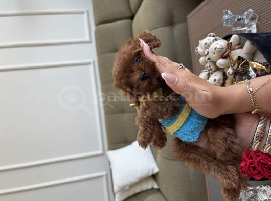 Korea Toypoodle Büyümez Kg Garantili