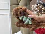 2 Kg Garantili Korea Toypoodle