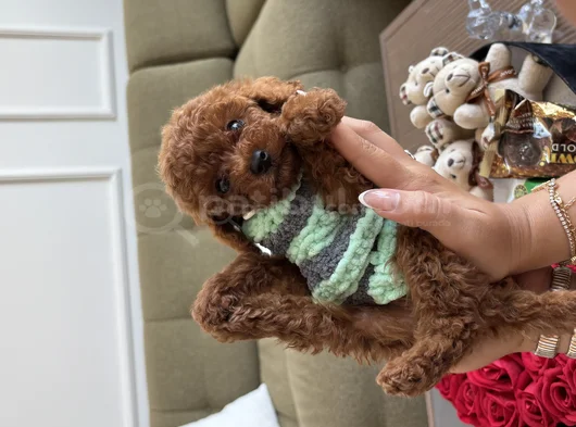 2 Kg Garantili Korea Toypoodle görsel