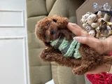 2 kg garantili Korea Toypoodle