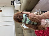 2 Kg Garantili Korea Toypoodle