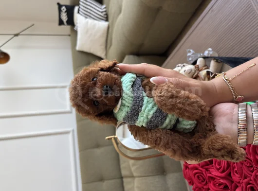 2 Kg Garantili Korea Toypoodle görsel
