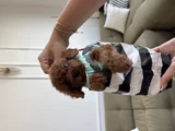 2 Kg Garantili Korea Toypoodle