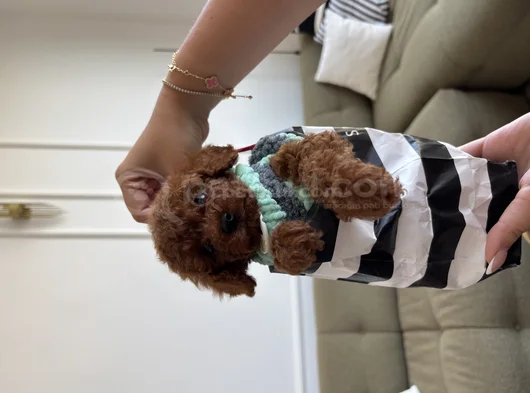 2 Kg Garantili Korea Toypoodle görsel
