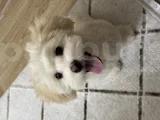 Kore Maltipoo Cins 9 Aylık Dişi