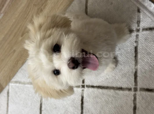Kore Maltipoo Cins 9 Aylık Dişi görsel