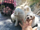 Terrier Bebekler