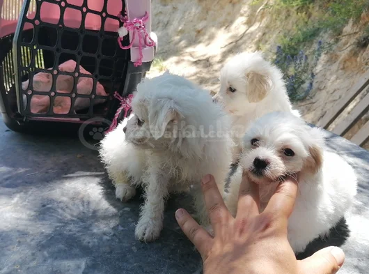 Terrier Bebekler görsel