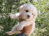 Terrier Bebekler