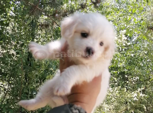 Terrier Bebekler görsel