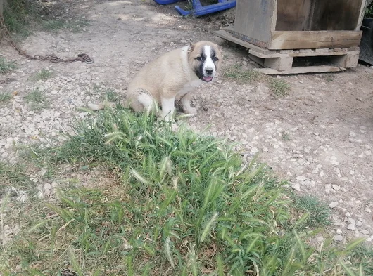 Terrier Bebekler görsel