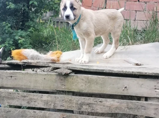 Terrier Bebekler