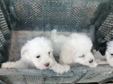 Terrier Bebekler