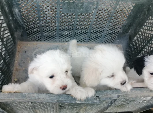 Terrier Bebekler görsel