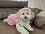kore maltipoo cins 9 aylık dişi