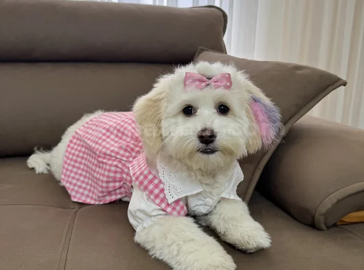 Kore Maltipoo Cins 9 Aylık Dişi