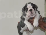 SİTENİN EN RENKLİ  EN MÜTEVAZİ  ŞEKERLERİ