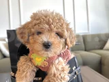 Hayalinizdeki Maltipoo Bebek