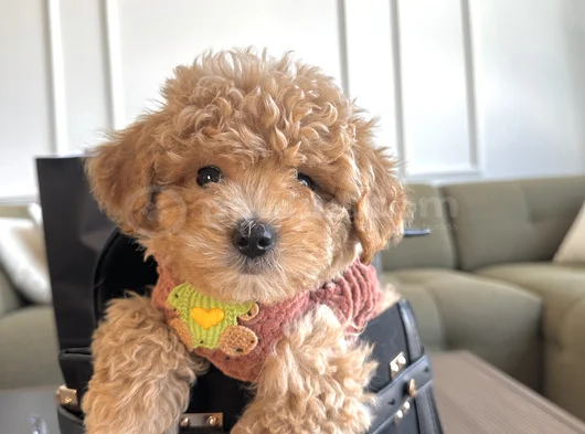 Hayalinizdeki Maltipoo Bebek görsel