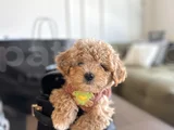 Hayalinizdeki Maltipoo Bebek