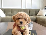 Hayalinizdeki Maltipoo Bebek
