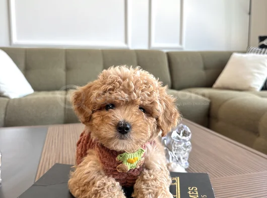 Hayalinizdeki Maltipoo Bebek görsel