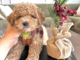 Hayalinizdeki Maltipoo Bebek