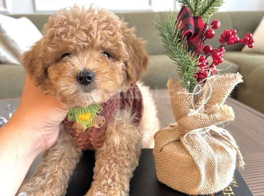 Hayalinizdeki Maltipoo Bebek görsel