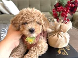 Hayalinizdeki maltipoo bebek