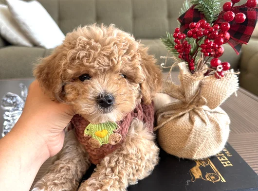 Hayalinizdeki maltipoo bebek
