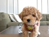 Hayalinizdeki Maltipoo Bebek