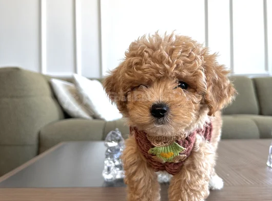 Hayalinizdeki Maltipoo Bebek görsel