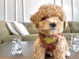 Hayalinizdeki Maltipoo Bebek