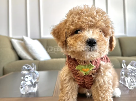 Hayalinizdeki Maltipoo Bebek görsel