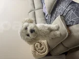 Kore Maltipoo Cins 9 Aylık Dişi