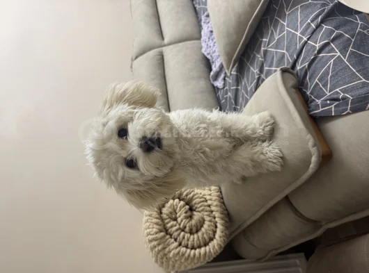 Kore Maltipoo Cins 9 Aylık Dişi görsel