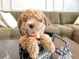 Özel Renk Maltipoo
