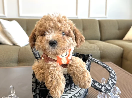 Özel Renk Maltipoo görsel