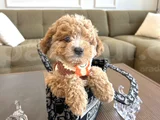 Özel Renk Maltipoo
