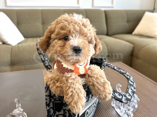 Özel Renk Maltipoo görsel