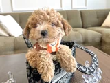 Özel Renk Maltipoo
