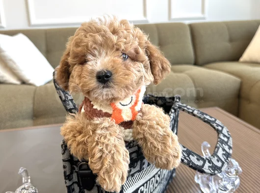 Özel Renk Maltipoo görsel