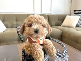Özel Renk Maltipoo