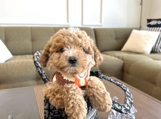 Özel Renk Maltipoo görsel