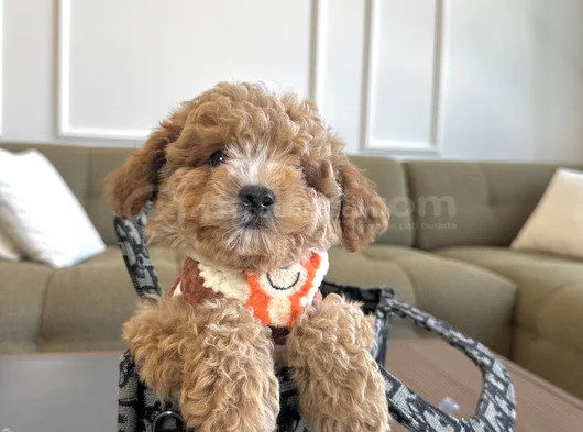 Özel renk maltipoo