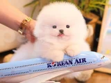 Korea Mensei teacup ayıcık Surat mini boy