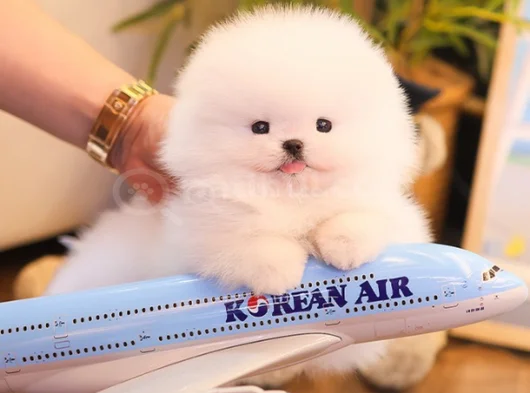 Korea Mensei Teacup Ayıcık Surat Mini Boy