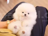 Korea Mensei Teacup Ayıcık Surat Mini Boy