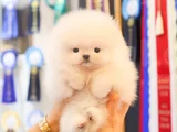 Korea Mensei Teacup Ayıcık Surat Mini Boy
