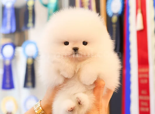 Korea Mensei Teacup Ayıcık Surat Mini Boy görsel
